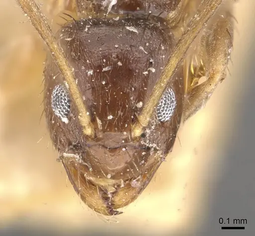 Nylanderia indica - CASENT0911008