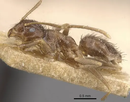 Nylanderia indica - CASENT0911008