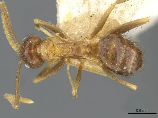 Nylanderia johannae specimen