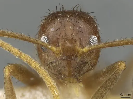 Nylanderia johannae specimen