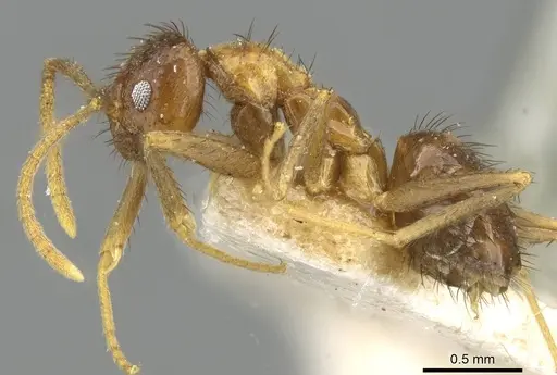 Nylanderia johannae specimen