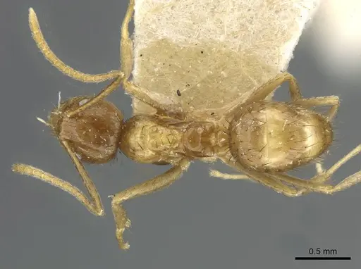 Nylanderia johannae - CASENT0911034