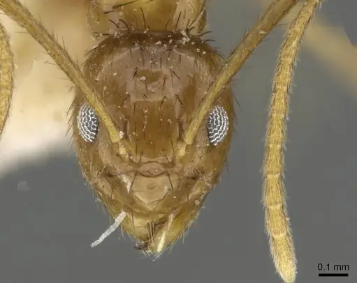 Nylanderia johannae - CASENT0911034