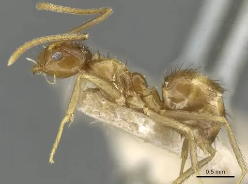 Nylanderia johannae - CASENT0911034