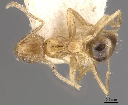 Nylanderia kraepelini specimen