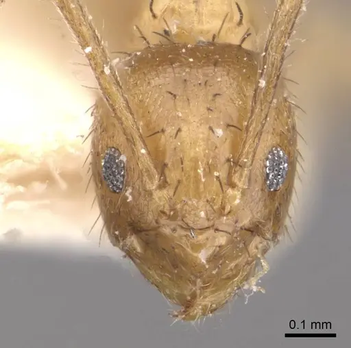 Nylanderia kraepelini specimen