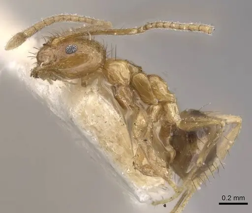 Nylanderia kraepelini specimen