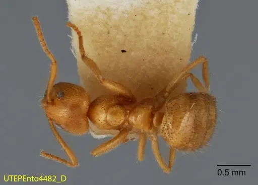 Nylanderia laevigata specimen