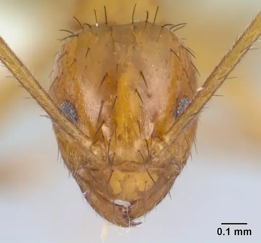 Nylanderia luteafra specimen