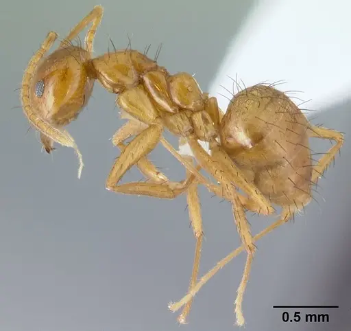 Nylanderia luteafra specimen