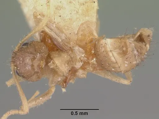 Nylanderia madagascarensis specimen