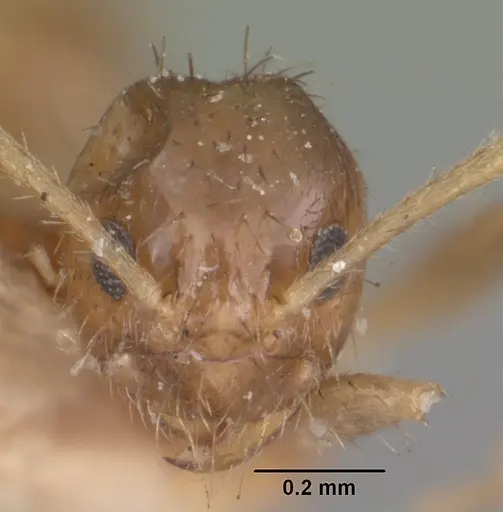 Nylanderia madagascarensis specimen