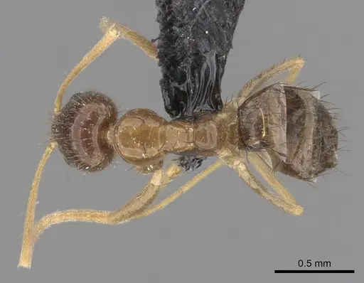 Nylanderia magnella specimen