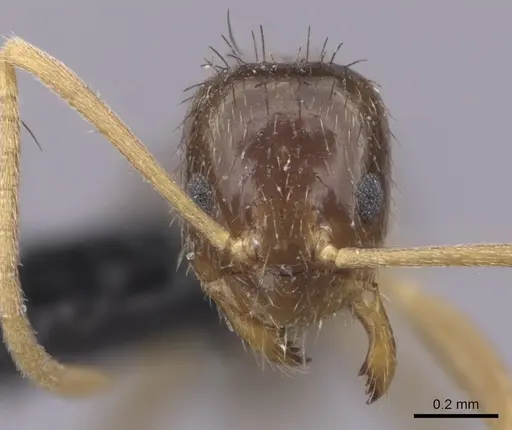 Nylanderia magnella specimen
