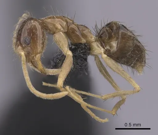 Nylanderia magnella specimen