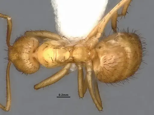 Nylanderia magnella - CASENT4031882