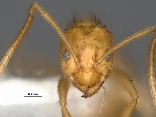 Nylanderia magnella - CASENT4031882