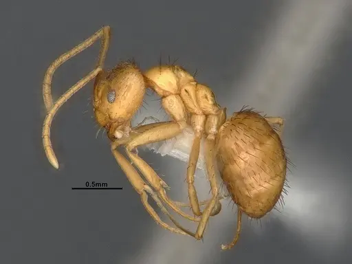 Nylanderia magnella - CASENT4031882