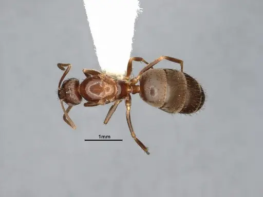 Nylanderia magnella - CASENT4031883