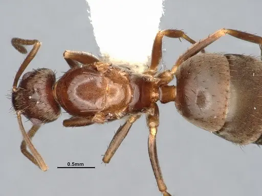 Nylanderia magnella - CASENT4031883