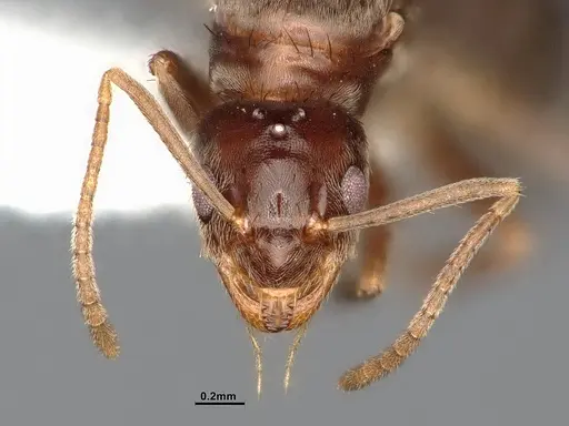 Nylanderia magnella - CASENT4031883