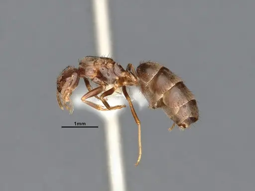 Nylanderia magnella - CASENT4031883