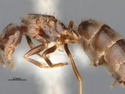 Nylanderia magnella - CASENT4031883