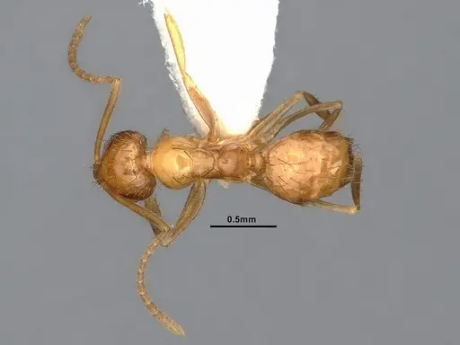 Nylanderia magnella - CASENT4031886