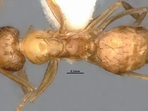 Nylanderia magnella - CASENT4031886