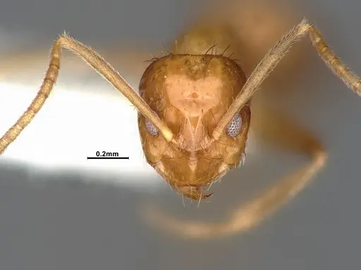 Nylanderia magnella - CASENT4031886