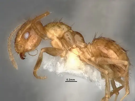 Nylanderia magnella - CASENT4031886