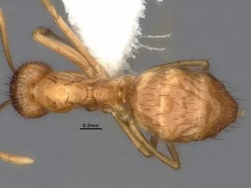 Nylanderia magnella - CASENT4031888