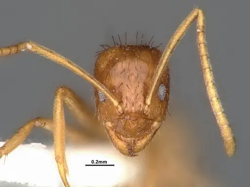 Nylanderia magnella - CASENT4031888