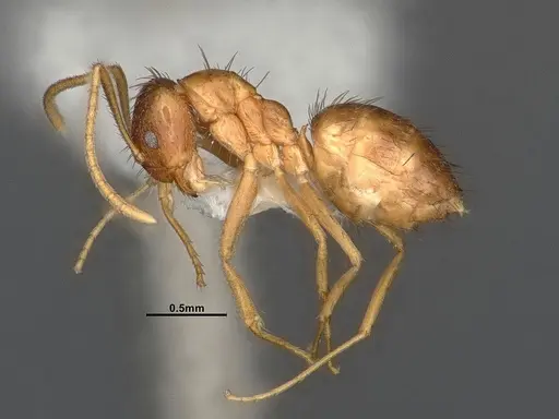 Nylanderia magnella - CASENT4031888