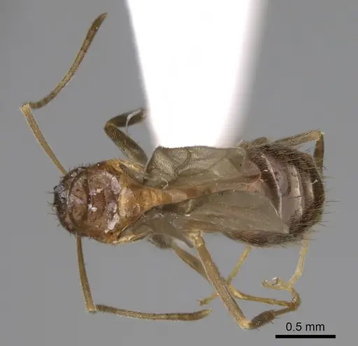 Nylanderia magnella - USNMENT00753537