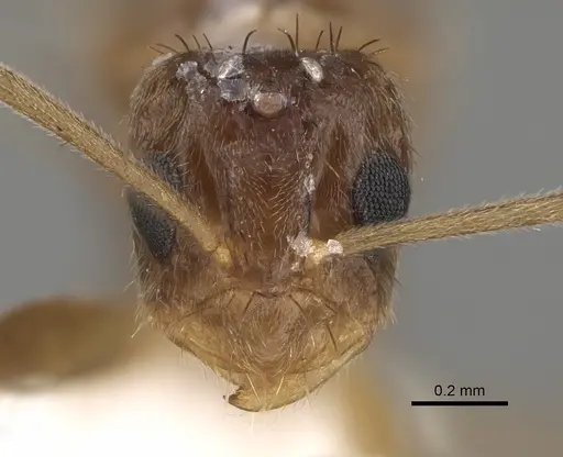 Nylanderia magnella - USNMENT00753537