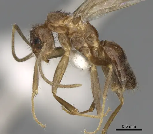 Nylanderia magnella - USNMENT00753537