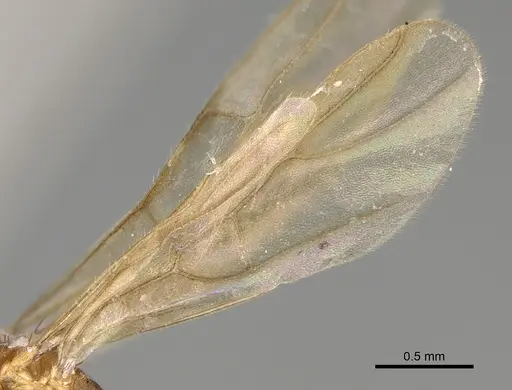 Nylanderia magnella - USNMENT00753537