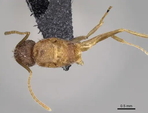 Nylanderia magnella - USNMENT00753558