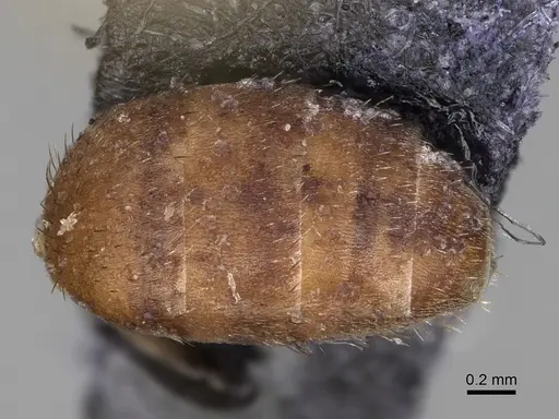 Nylanderia magnella - USNMENT00753558