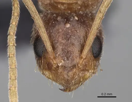 Nylanderia magnella - USNMENT00753558