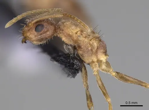 Nylanderia magnella - USNMENT00753558