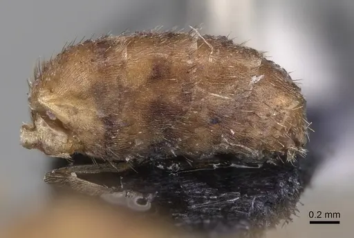 Nylanderia magnella - USNMENT00753558