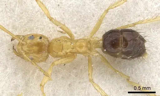 Nylanderia manni specimen