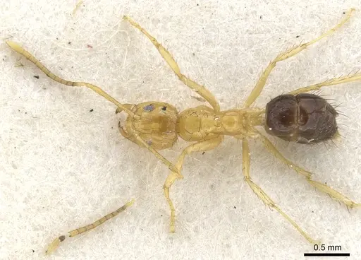 Nylanderia manni specimen