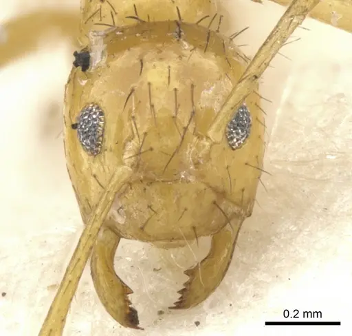 Nylanderia manni specimen