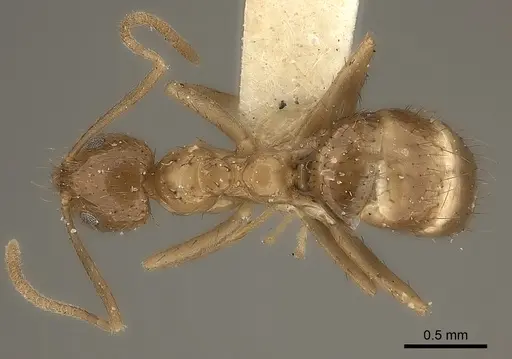 Nylanderia mexicana specimen