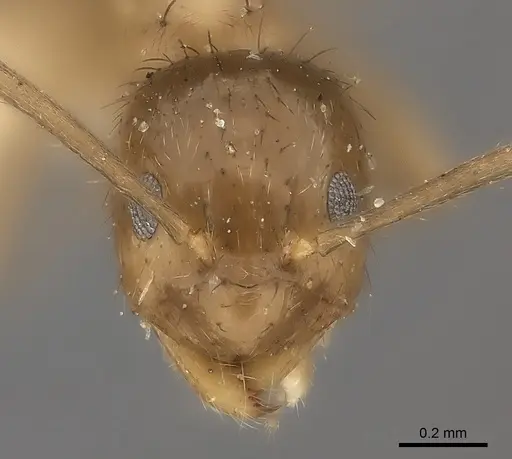 Nylanderia mexicana specimen