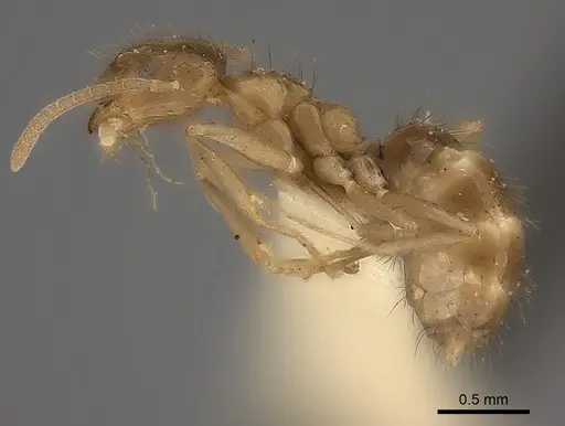 Nylanderia mexicana specimen