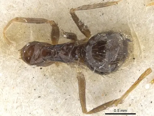 Nylanderia mexicana - CASENT0903135